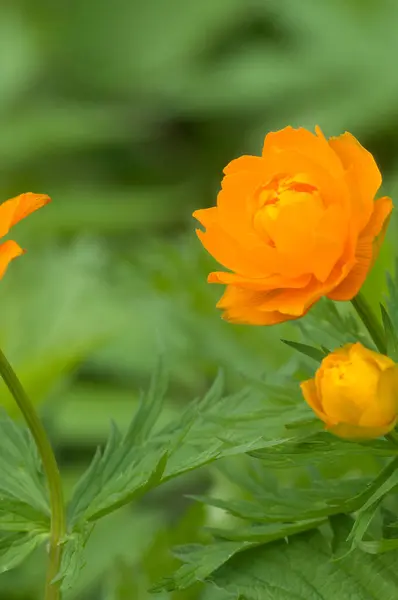 Asiatisk Globeflower Trollius Asiaticus Närbild Lokal Fokus — Stockfoto