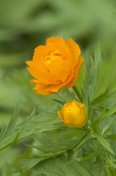 アジアの花 Trollius Asiatics が近くで撮影され 地元の焦点 — ストック写真