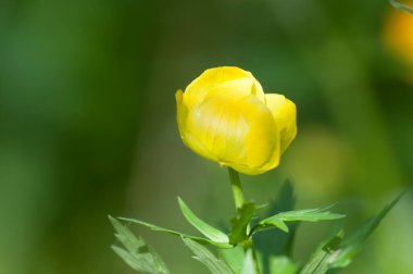 Avrupa yerçiçeği (Trollius europaeus) yakın çekim, yerel odaklanma