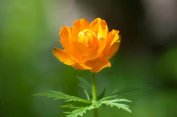 Asiatisk Globeflower Trollius Asiaticus Närbild Lokal Fokus — Stockfoto