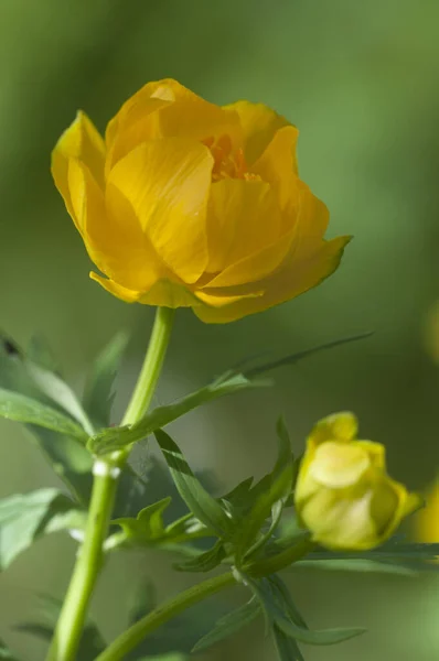 Čínský Globeflower Trollius Chinensis Zblízka Záběr Lokální Zaměření — Stock fotografie