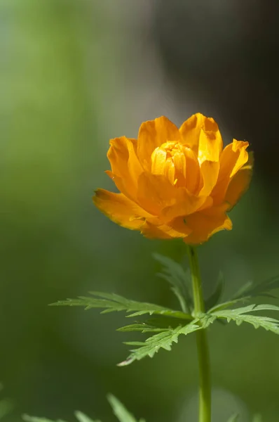 Asian Globeflower Trollius Asiaticus 가까이 포커스 — 스톡 사진