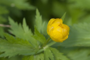 Çin yerçiçeği (Trollius chinensis) yakın çekim, yerel odak