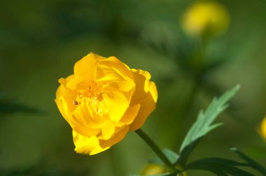 Çin yerçiçeği (Trollius chinensis) yakın çekim, yerel odak