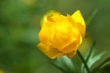 Çin yerçiçeği (Trollius chinensis) yakın çekim, yerel odak