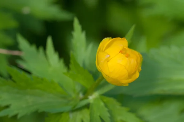 Chinese Globeflower Trollius Chinensis Close Shot Local Focus — Stock Photo, Image