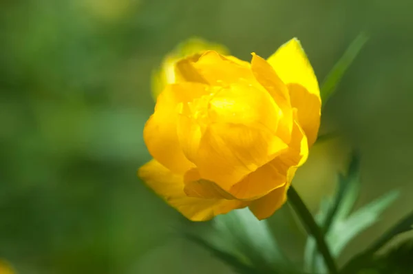 Chinesische Globenblume Trollius Chinensis Nahaufnahme Lokaler Fokus — Stockfoto