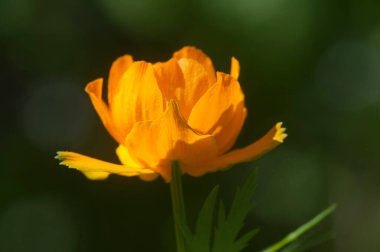 Asya yerçiçeği (Trollius asiaticus) yakın çekim, yerel odak