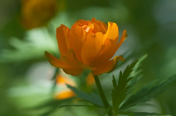 Asijský Globeflower Trollius Asijský Zblízka Záběr Lokální Zaměření — Stock fotografie