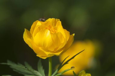 Çin yerçiçeği (Trollius chinensis) yakın çekim, yerel odak