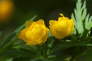 Çin yerçiçeği (Trollius chinensis) yakın çekim, yerel odak