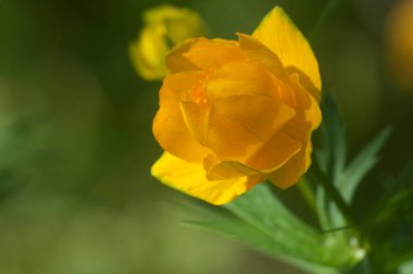 Asya yerçiçeği (Trollius asiaticus) yakın çekim, yerel odak