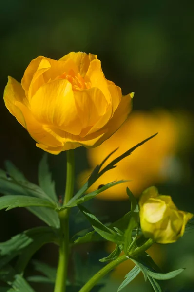 中国の花 Trollius Chinensis が近くで撮影され 地元の焦点 — ストック写真