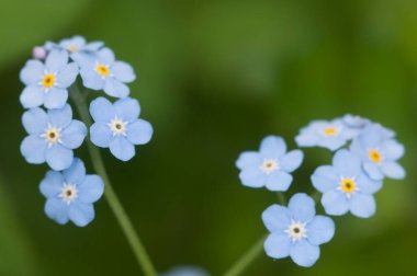 Mavi olmayan çiçekleri unut, yakın çekim, yerel odaklanma