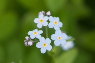 Mavi olmayan çiçekleri unut, yakın çekim, yerel odaklanma