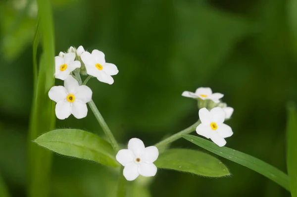 Beyaz Olmayan Çiçekleri Unut Yakın Çekim Yerel Odaklanma — Stok fotoğraf