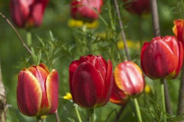 Kırmızı lale, yakın çekim, yerel odaklanma