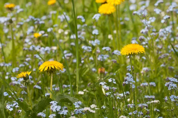 Forget Dandelion Flowers Close Shot Local Focus — Stock Photo, Image