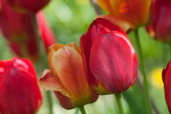 Czerwony Tulipan Strzał Bliska Miejscowe Skupienie — Zdjęcie stockowe