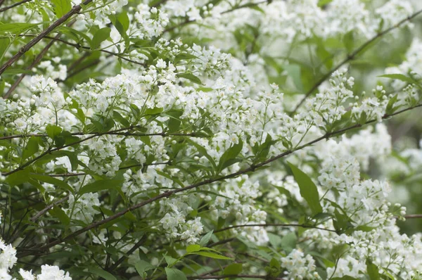 Fiori Crisù Primavera Primo Piano Focus Locale — Foto Stock