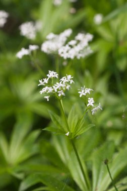 Galium odoratum; baharda çiçekler, yakın çekim. yerel odak