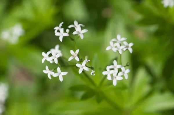 Galium Odoratum Fleurs Printemps Gros Plan Foyer Local — Photo