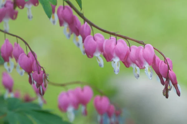 Flores Corazón Sangrante Dicentra Spectabils Primer Plano —  Fotos de Stock