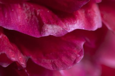 Şakayık çiçeği parçası makro yerel odak noktası