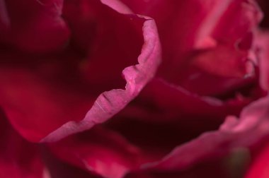 Şakayık çiçeği parçası makro yerel odak noktası