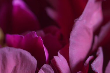 Şakayık çiçeği parçası makro yerel odak noktası