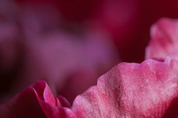 Peony Flower Fragment Macro Shot Local Focus — Stock Photo, Image