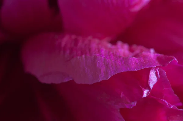 Peony Flower Fragment Macro Shot Local Focus — Stock Photo, Image