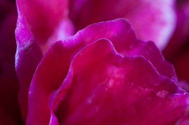 Şakayık çiçeği parçası makro yerel odak noktası