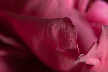 Şakayık çiçeği parçası makro yerel odak noktası