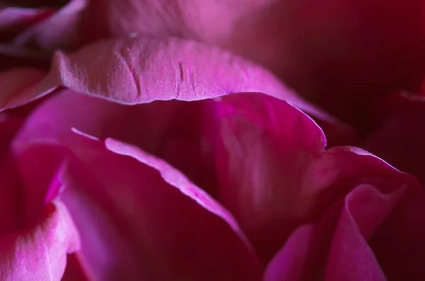 牡丹の花の断片マクロショットローカルフォーカス — ストック写真