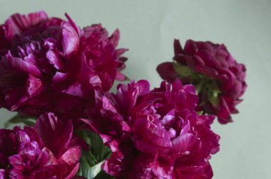 Şakayık çiçekli makro çekim yerel odak