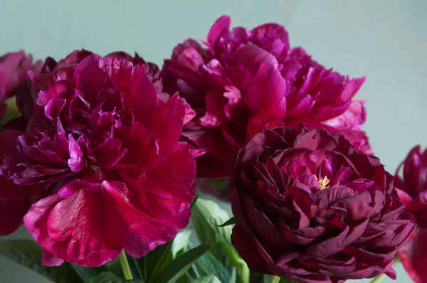 Pion Blomma Makro Skott Lokalt Fokus — Stockfoto