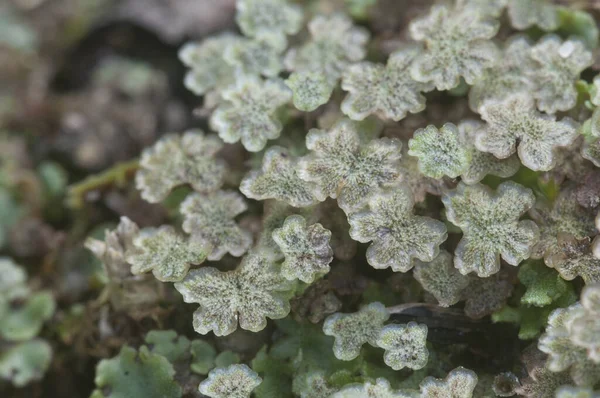 Marchantia Polymorpha Liverwort 近距离拍摄 — 图库照片