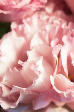 Eustoma çiçeği, yakın çekim, yerel odak