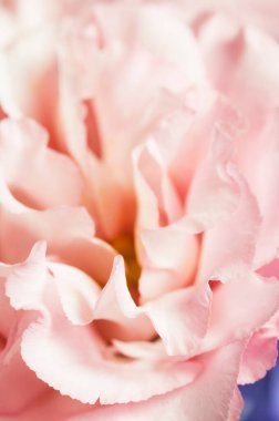 Eustoma çiçeği, yakın çekim, yerel odak