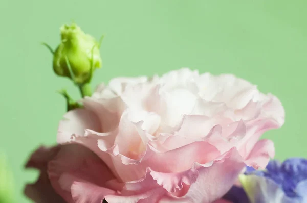 Eustoma Flower Close Shot Local Focus —  Fotos de Stock