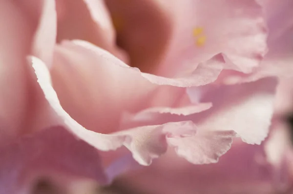 Eustoma Flower Close Shot Local Focus — Foto de Stock