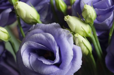 Eustoma çiçeği, yakın çekim, yerel odak