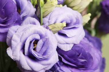 Eustoma çiçeği, yakın çekim, yerel odak