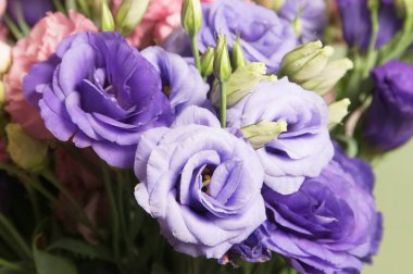 Eustoma çiçeği, yakın çekim, yerel odak