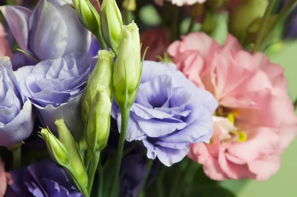 Kwiat Eustoma Strzał Bliska Miejscowe Skupienie — Zdjęcie stockowe