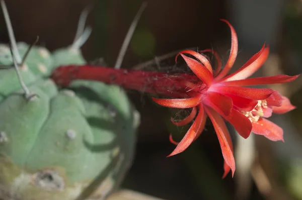 Flowering Cactus Matucana Madisoniorum Closeup Shot Local Focus — Stock Photo, Image