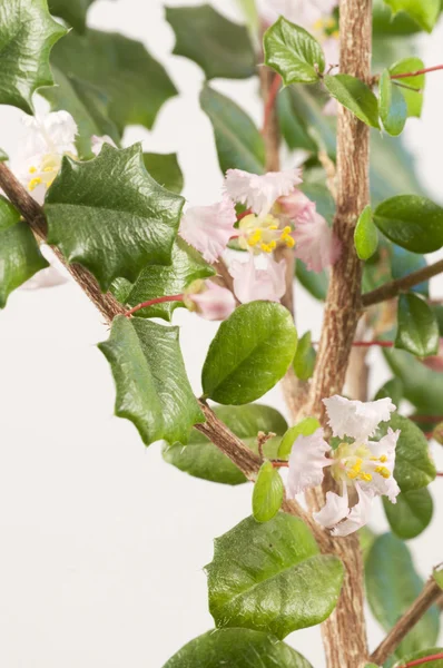 Barbados cherry (malpighia oxycocca) blommor — Stockfoto