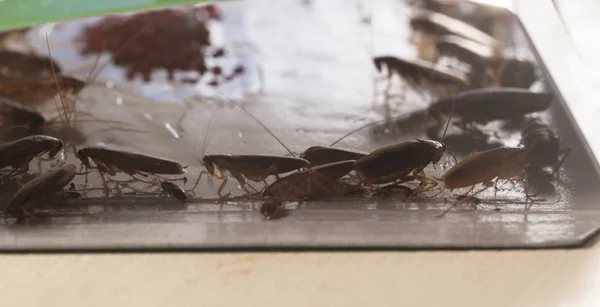Cockroaches in glue trap — Stock Photo, Image
