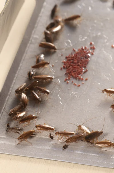 Kakkerlakken in lijm val Stockfoto